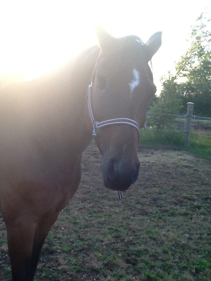 Dansk Varmblod Mailou billede 2