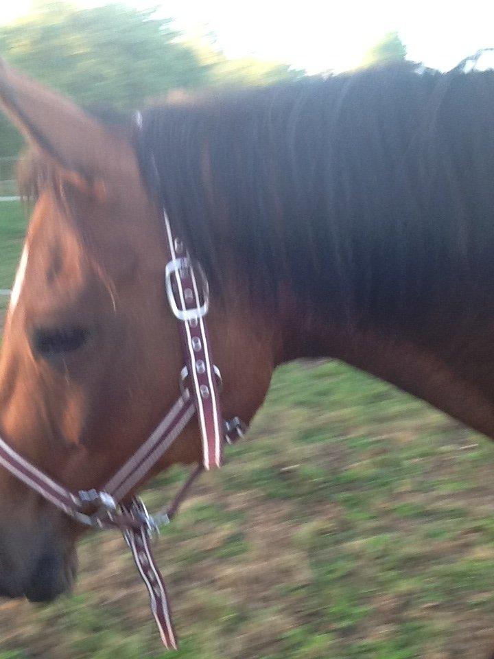 Dansk Varmblod Mailou billede 7