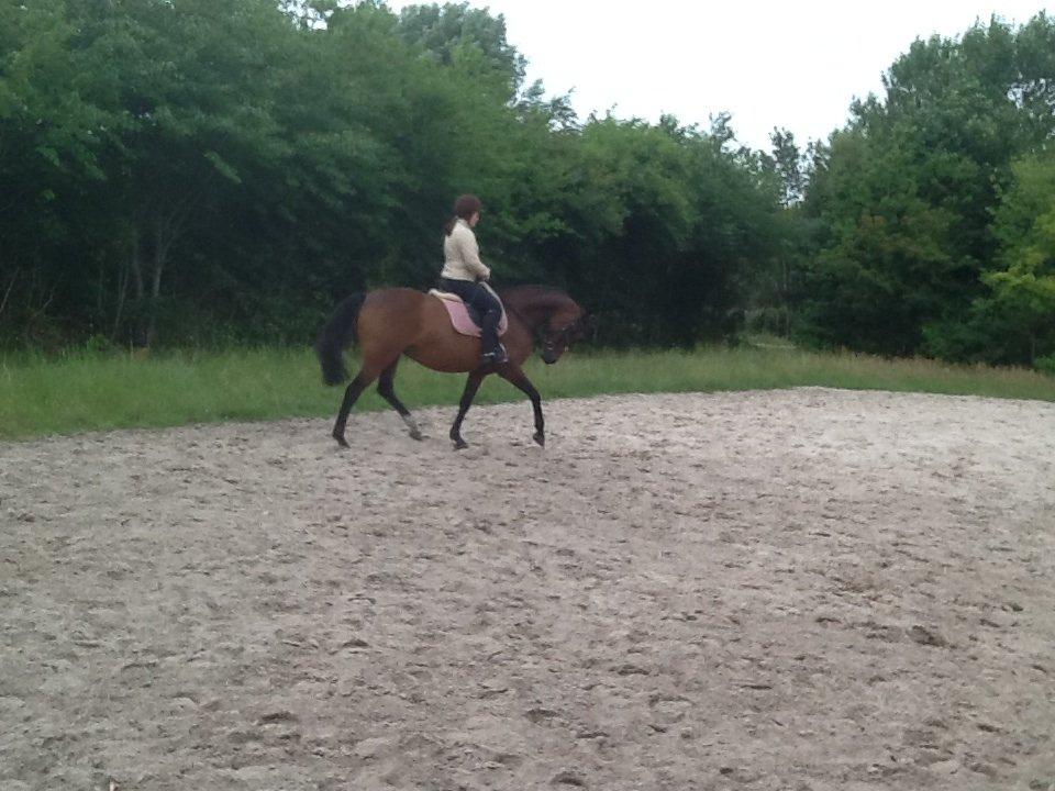 Dansk Varmblod Mailou billede 9