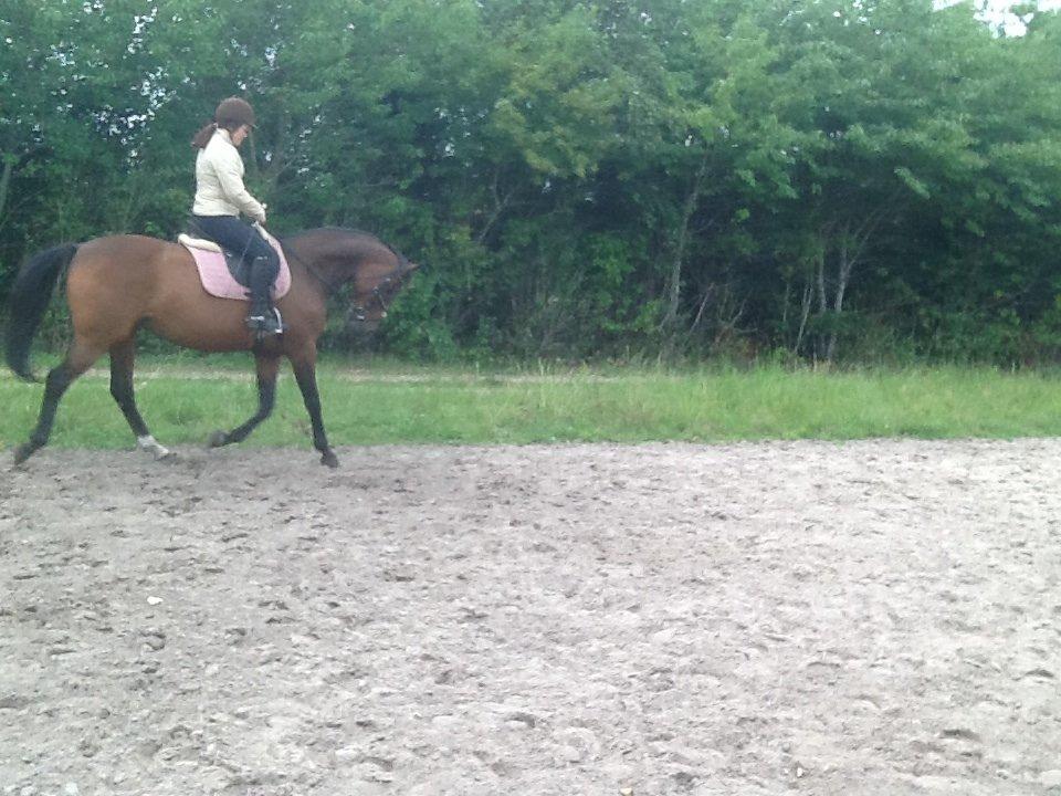 Dansk Varmblod Mailou billede 10