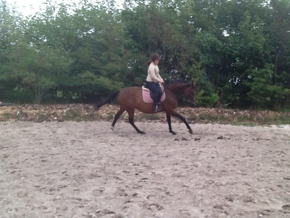 Dansk Varmblod Mailou billede 14