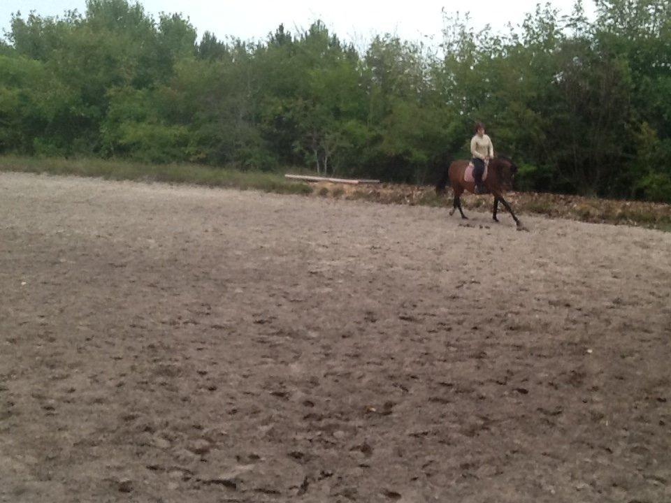 Dansk Varmblod Mailou billede 15