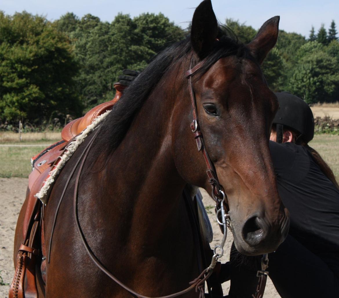 Oldenborg Livli Lyngsgård billede 7