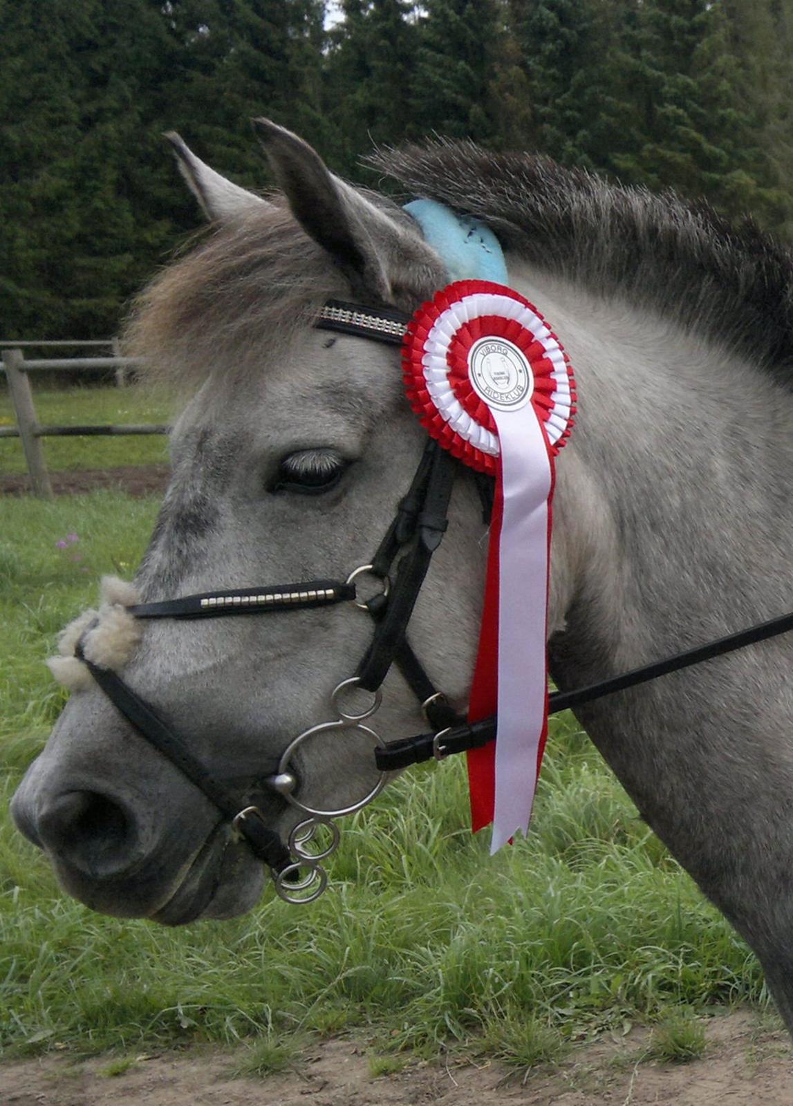 Anden særlig race Sugar billede 19