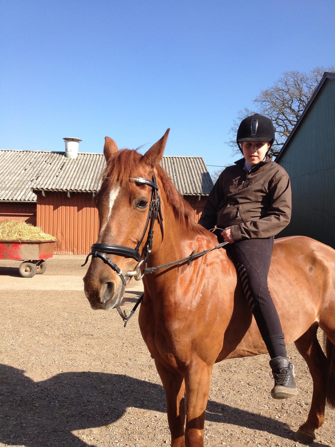 Irsk Sportspony Rivertown's rose - lidt hygge da hun havdet hostet rigtig meget hyggede vi lidt  billede 20