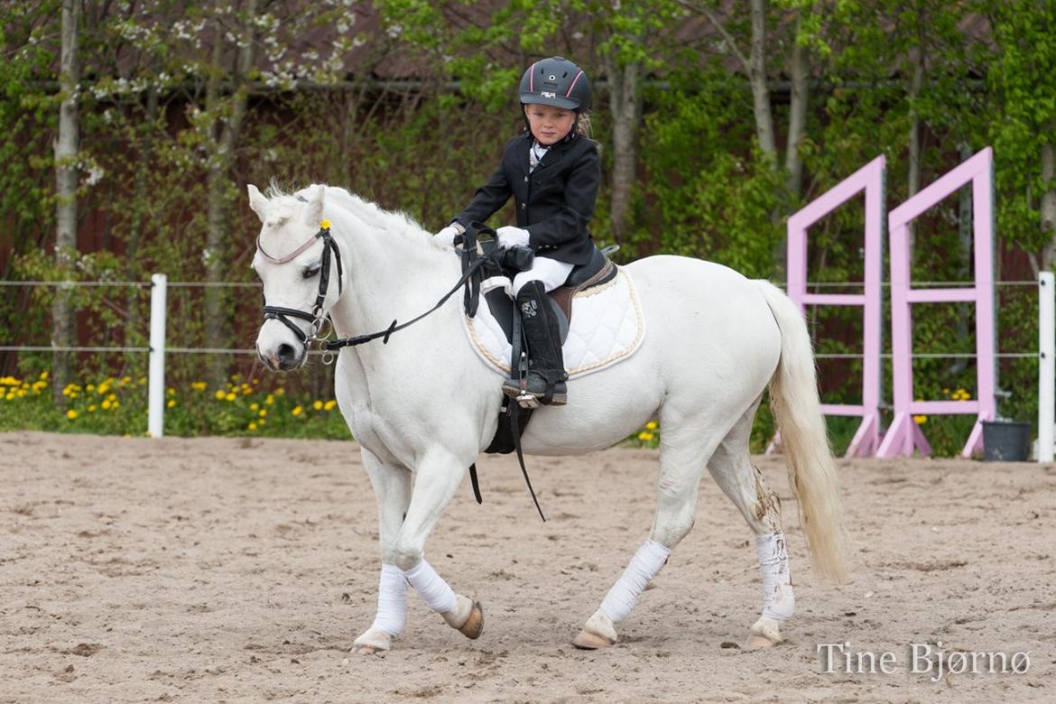 Welsh Mountain (sec A) Callunas Mariah billede 1