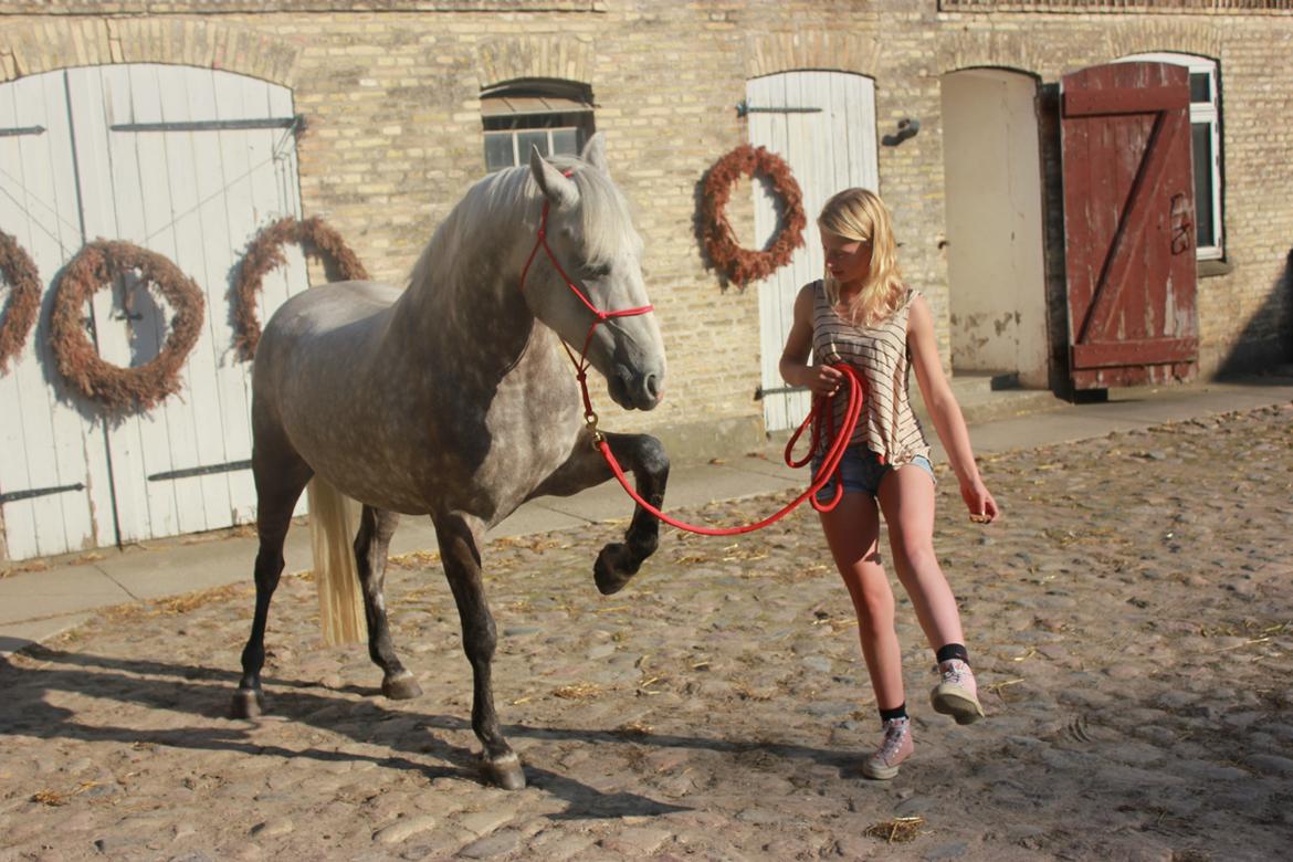 Connemara Bech's mighty lad billede 15