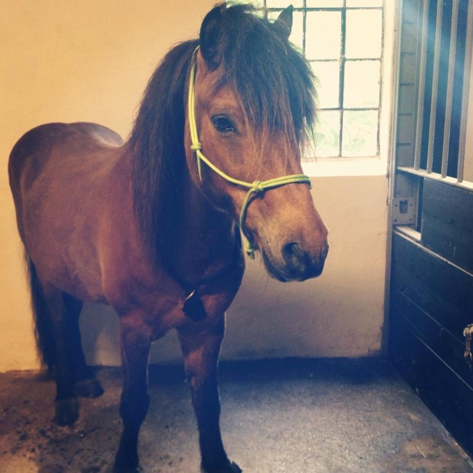 Islænder Stormur Fra Hvolbæk *Hvil I Fred* billede 20