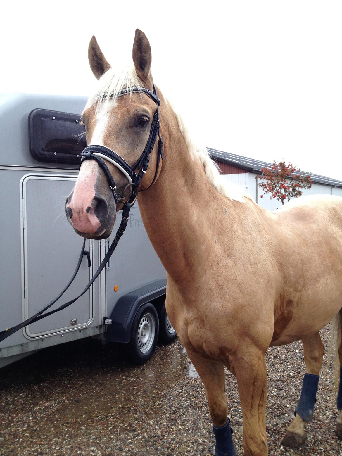 Palomino Mr. Spirit Minded - Dressur uv hos Dennis Holst, 9/9-13 billede 11