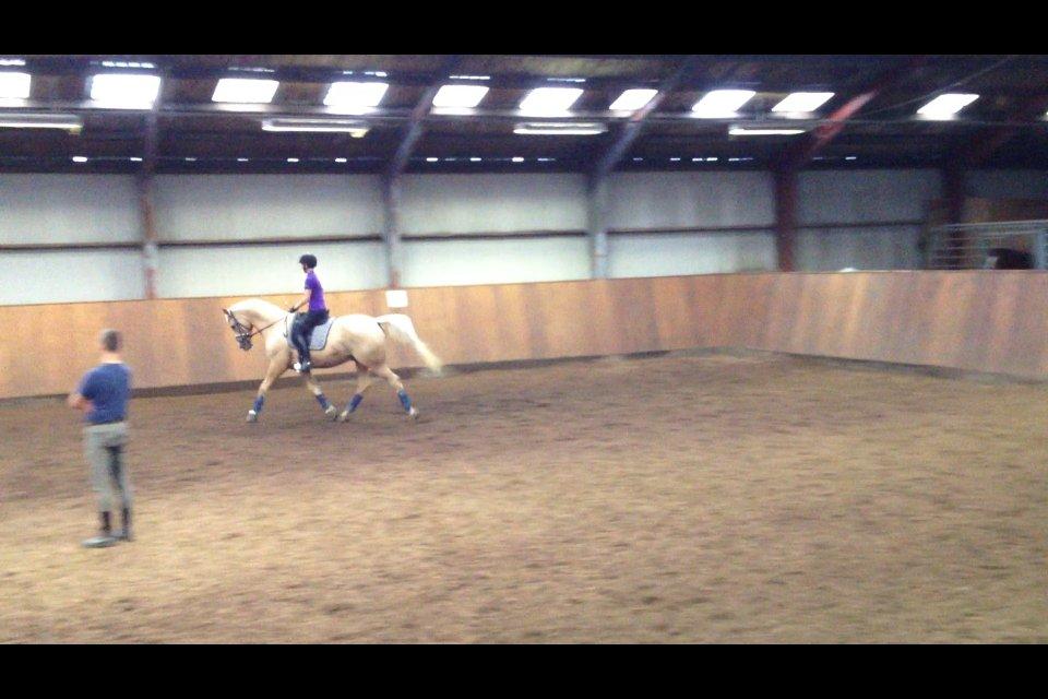 Palomino Mr. Spirit Minded - Dressur uv hos Dennis Holst, 9/9-13 billede 28