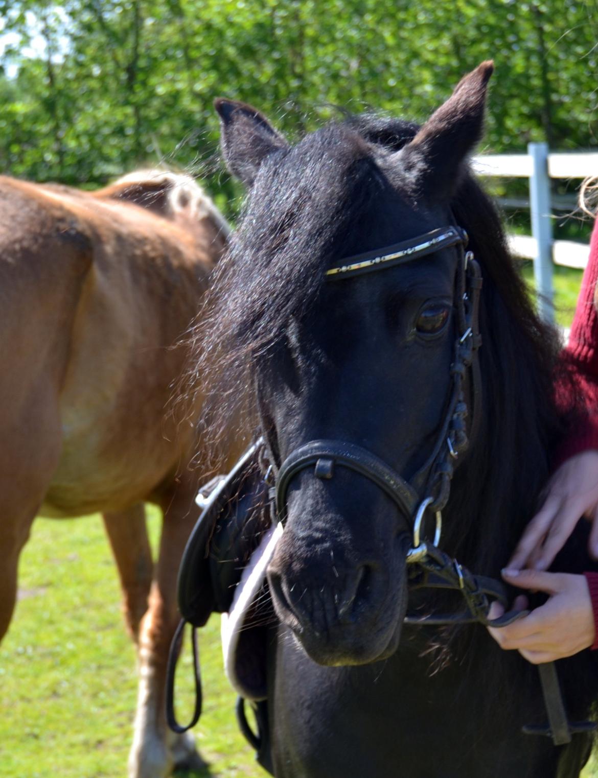 DSP Beauty billede 28