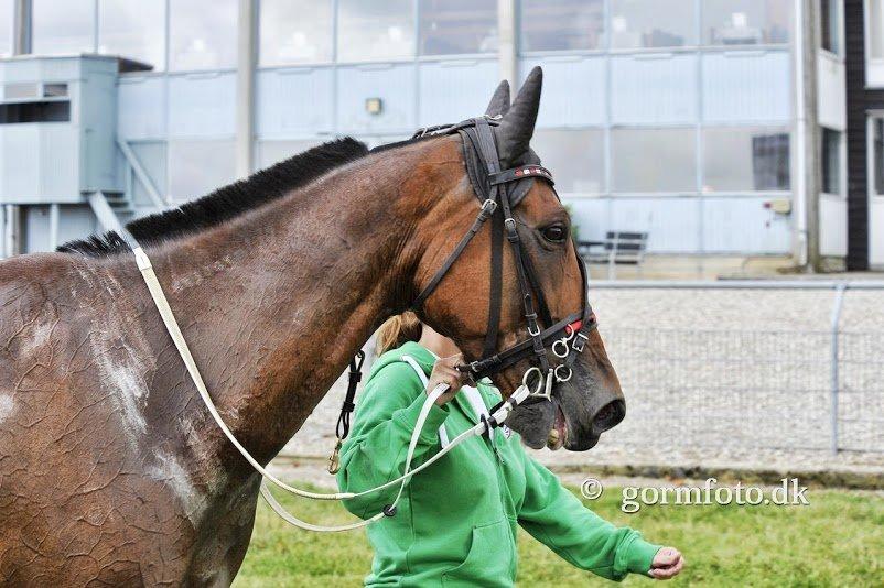 Traver C My Surprise - Efter løb på Fyn hvor vi blev 3.  billede 19