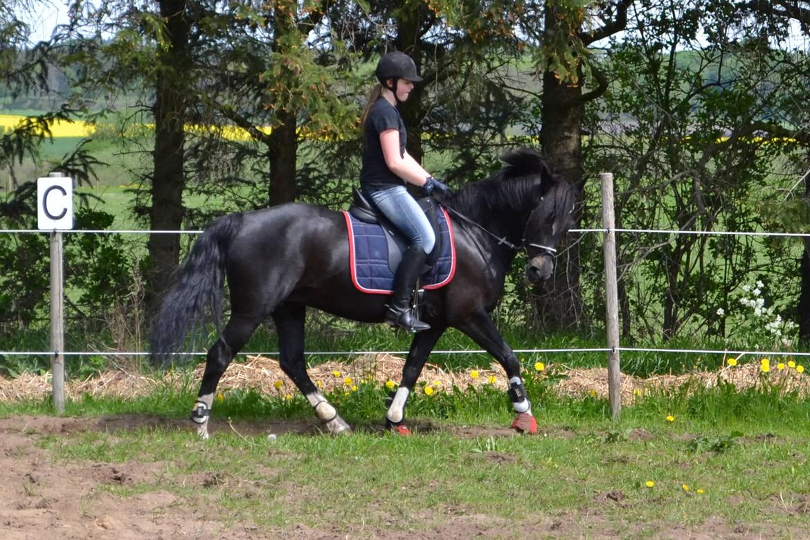 New Forest Odbjergs Anytime - Træning derhjemme :) billede 1