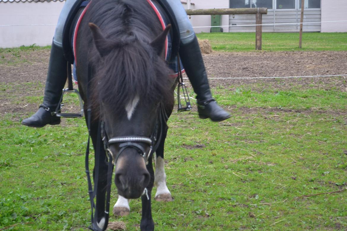 New Forest Odbjergs Anytime - Haha tror hun ryster sig :D billede 8