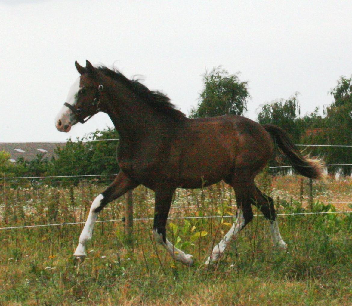 Dansk Varmblod Paintet Temptation (Disney) billede 6