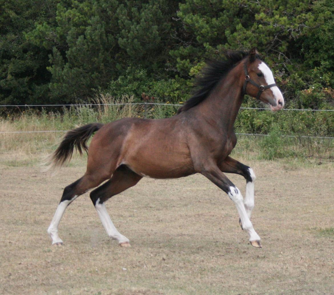 Dansk Varmblod Paintet Temptation (Disney) billede 2