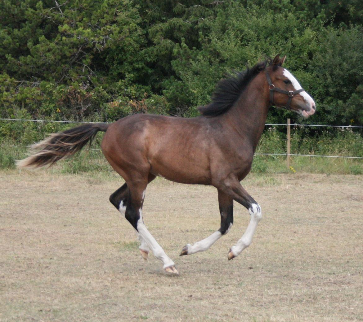 Dansk Varmblod Paintet Temptation (Disney) billede 1