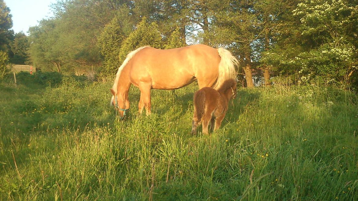 Shetlænder Bonnie solgt billede 11