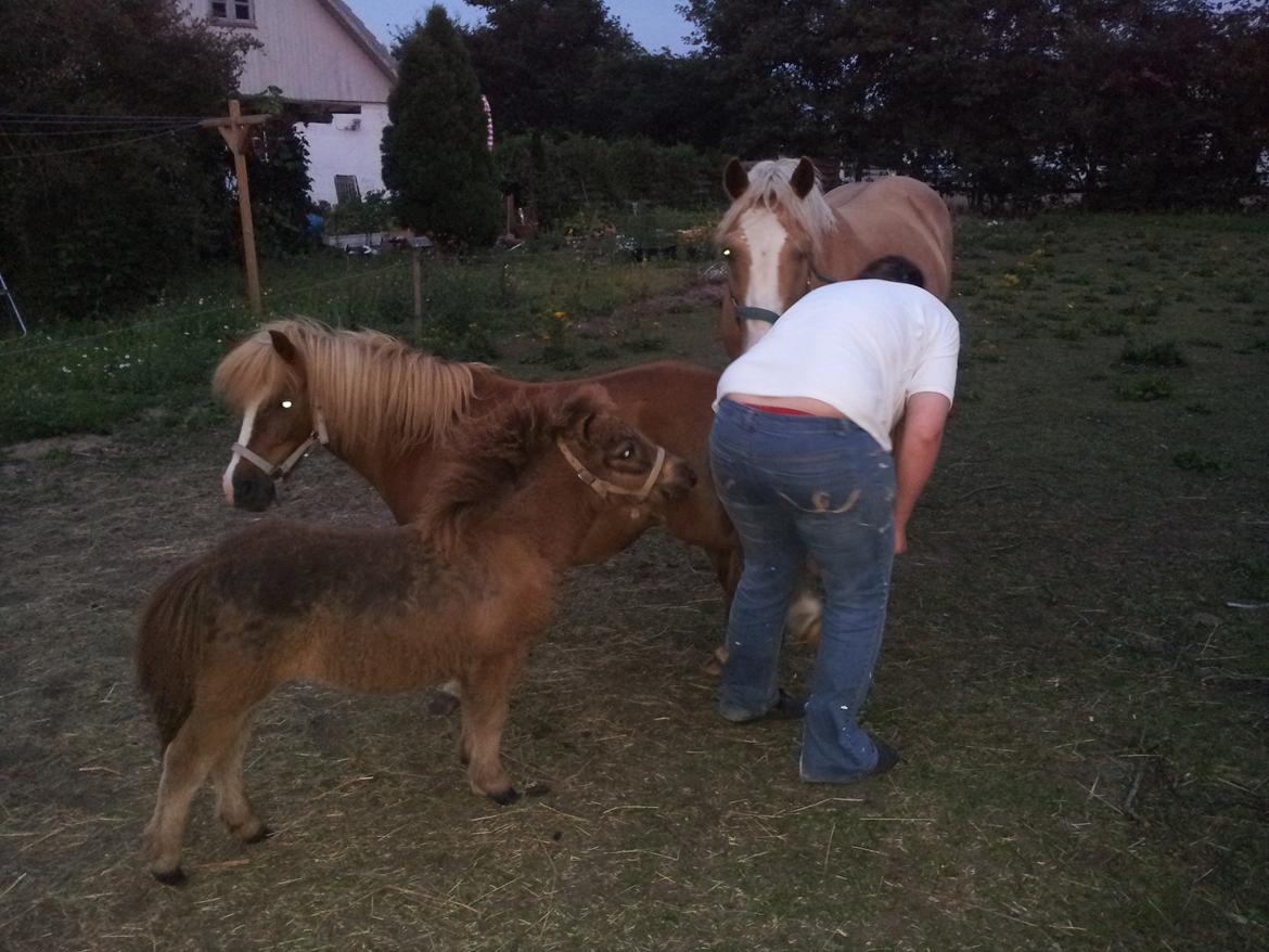 Shetlænder Bonnie solgt - hvad man der sker hvis jeg bider der ...? billede 12