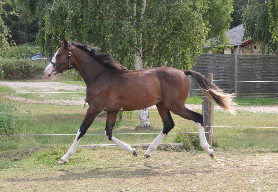 Dansk Varmblod Paintet Temptation (Disney) billede 3