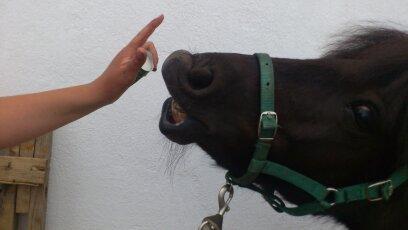 Shetlænder Madelien Af Hola(solgt) - Nyt trick, Madelein kan smile på komando. ;-) billede 8