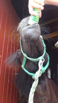 Shetlænder Madelien Af Hola(solgt) - Made elsker IS, godt hun ikke ved der findes en hjemme isbil. xD billede 5