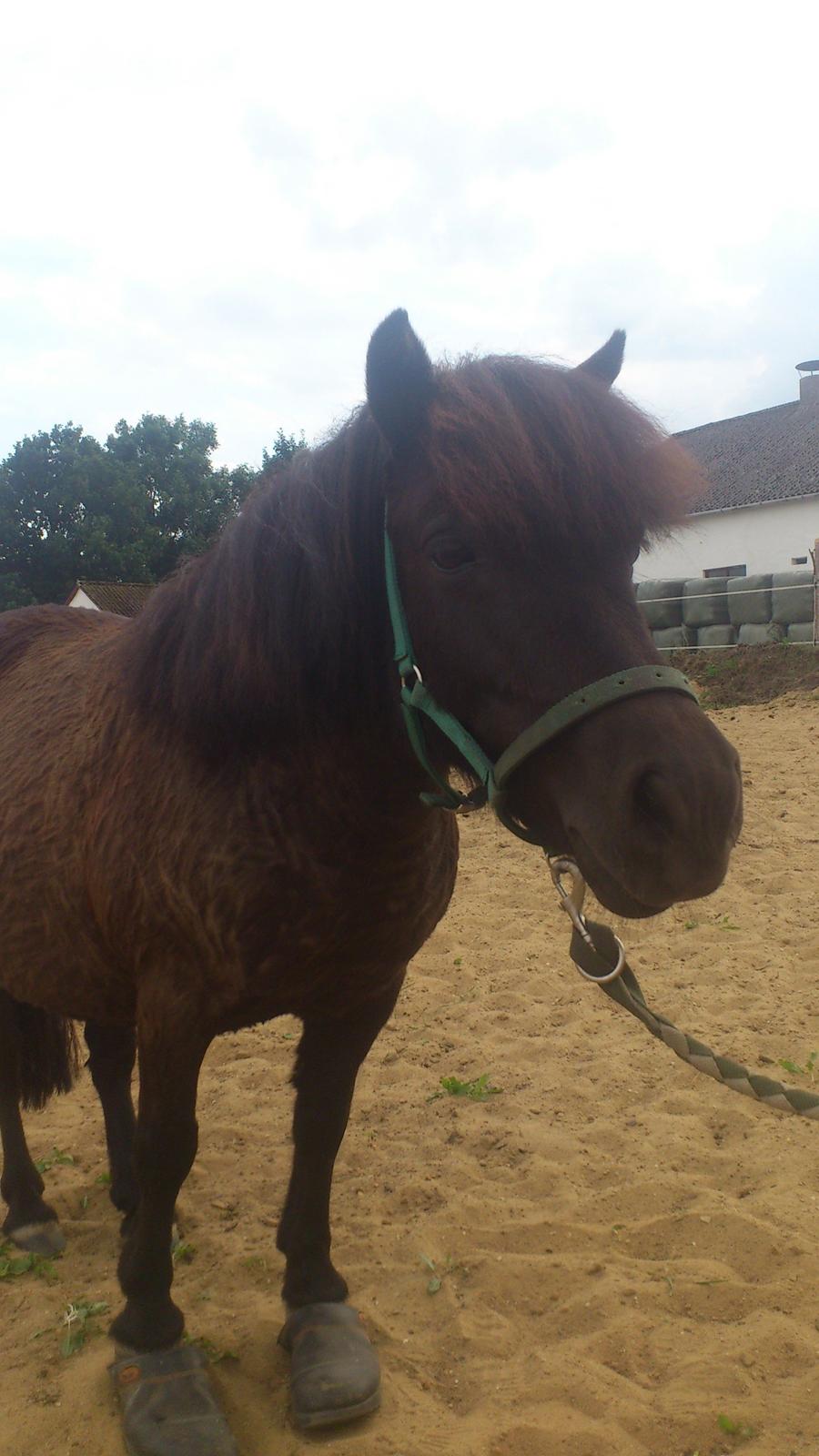 Shetlænder Madelien Af Hola(solgt) - Tror vidst alligevel Madelein har for små hove til de træsko. ;-P billede 13