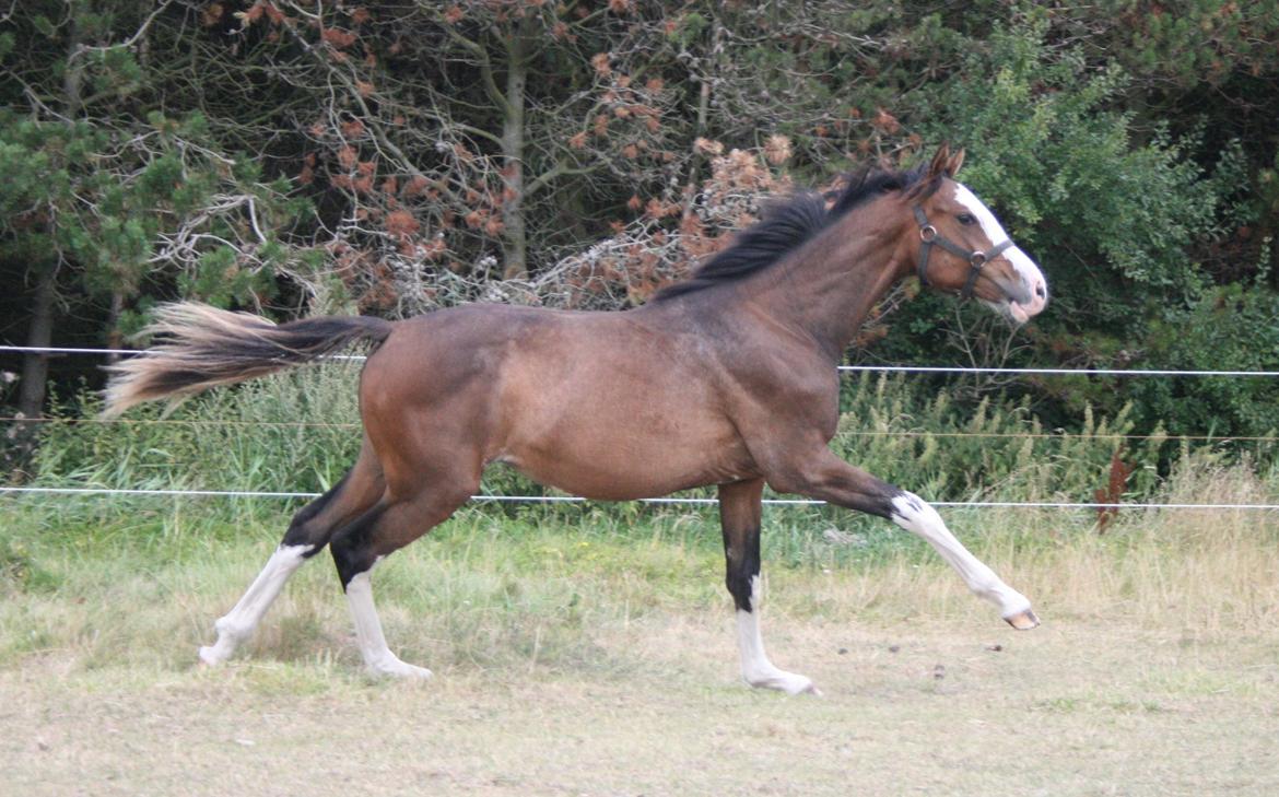 Dansk Varmblod Paintet Temptation (Disney) billede 4