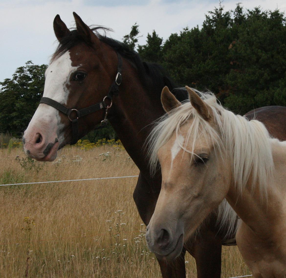 Dansk Varmblod Paintet Temptation (Disney) billede 5