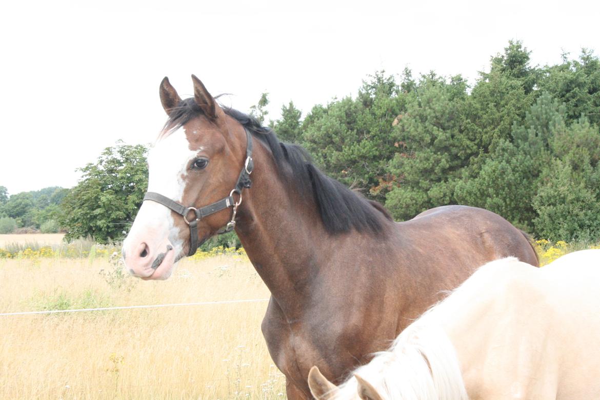 Dansk Varmblod Paintet Temptation (Disney) billede 7