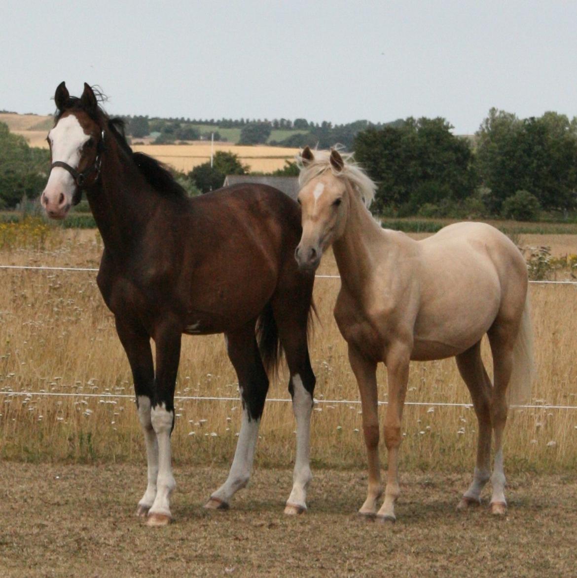 Dansk Varmblod Paintet Temptation (Disney) billede 8