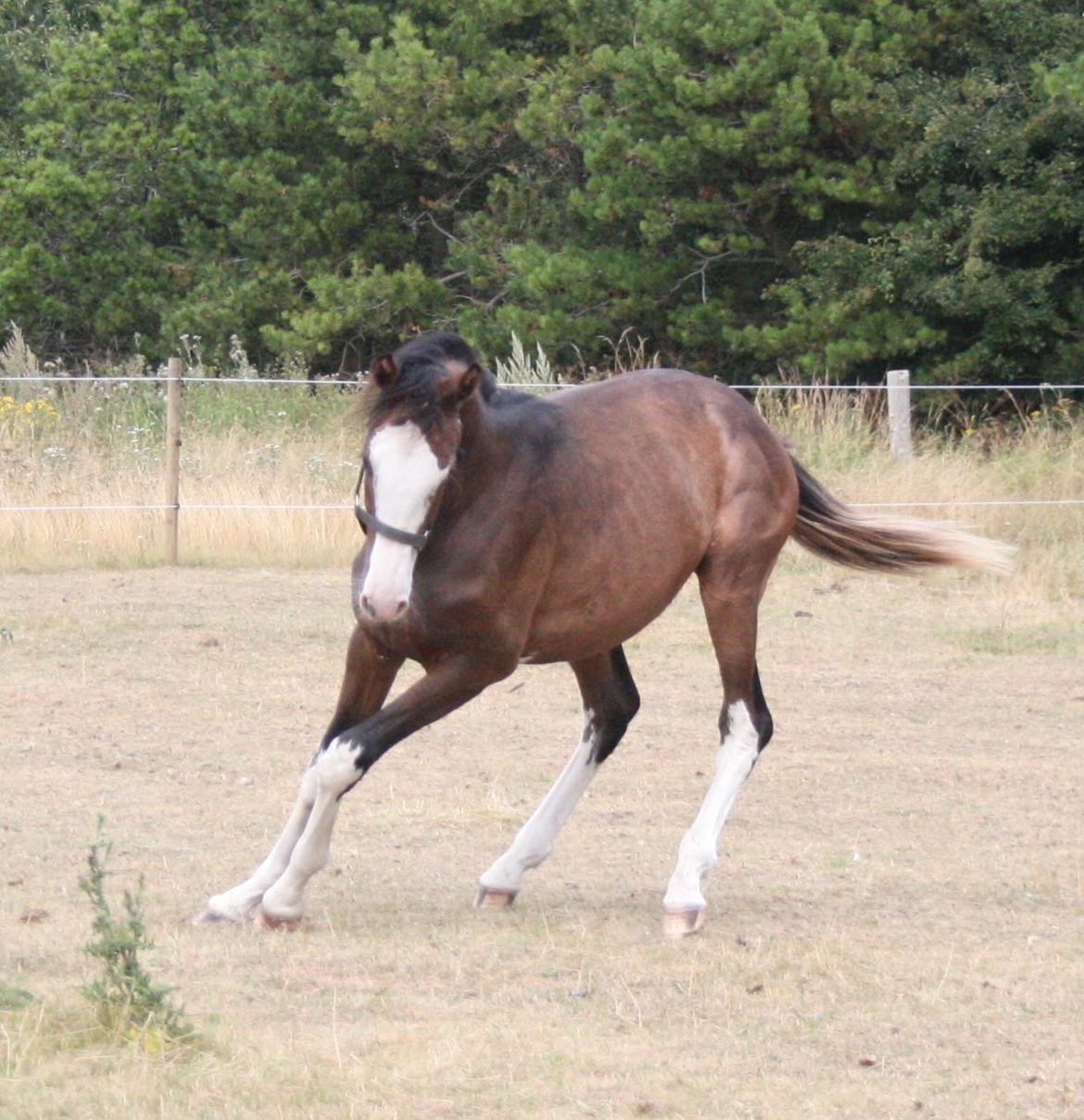 Dansk Varmblod Paintet Temptation (Disney) billede 9