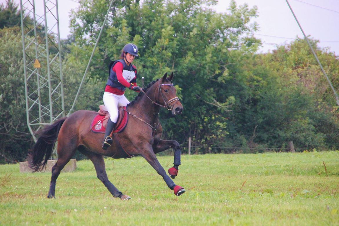 Dansk Varmblod Fyrstinde Temptation S.G. - Sønderskov cnc90! - 8 sep 2013 billede 8