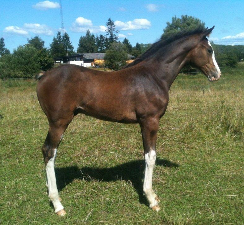 Dansk Varmblod Paintet Temptation (Disney) billede 10