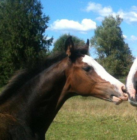 Dansk Varmblod Paintet Temptation (Disney) billede 11