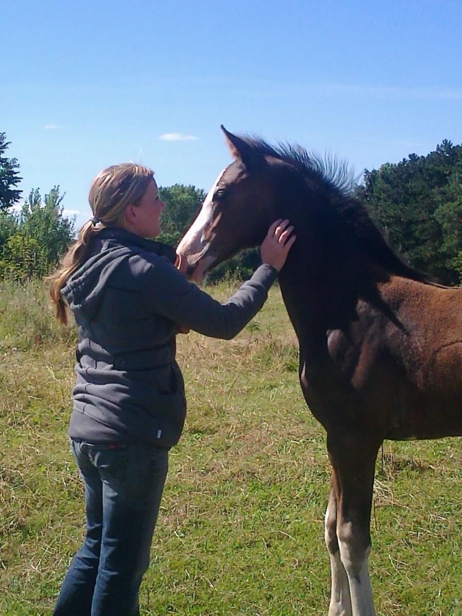 Dansk Varmblod Paintet Temptation (Disney) billede 12