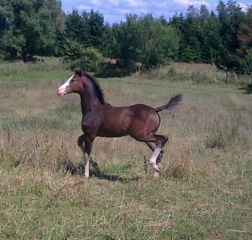 Dansk Varmblod Paintet Temptation (Disney) billede 13