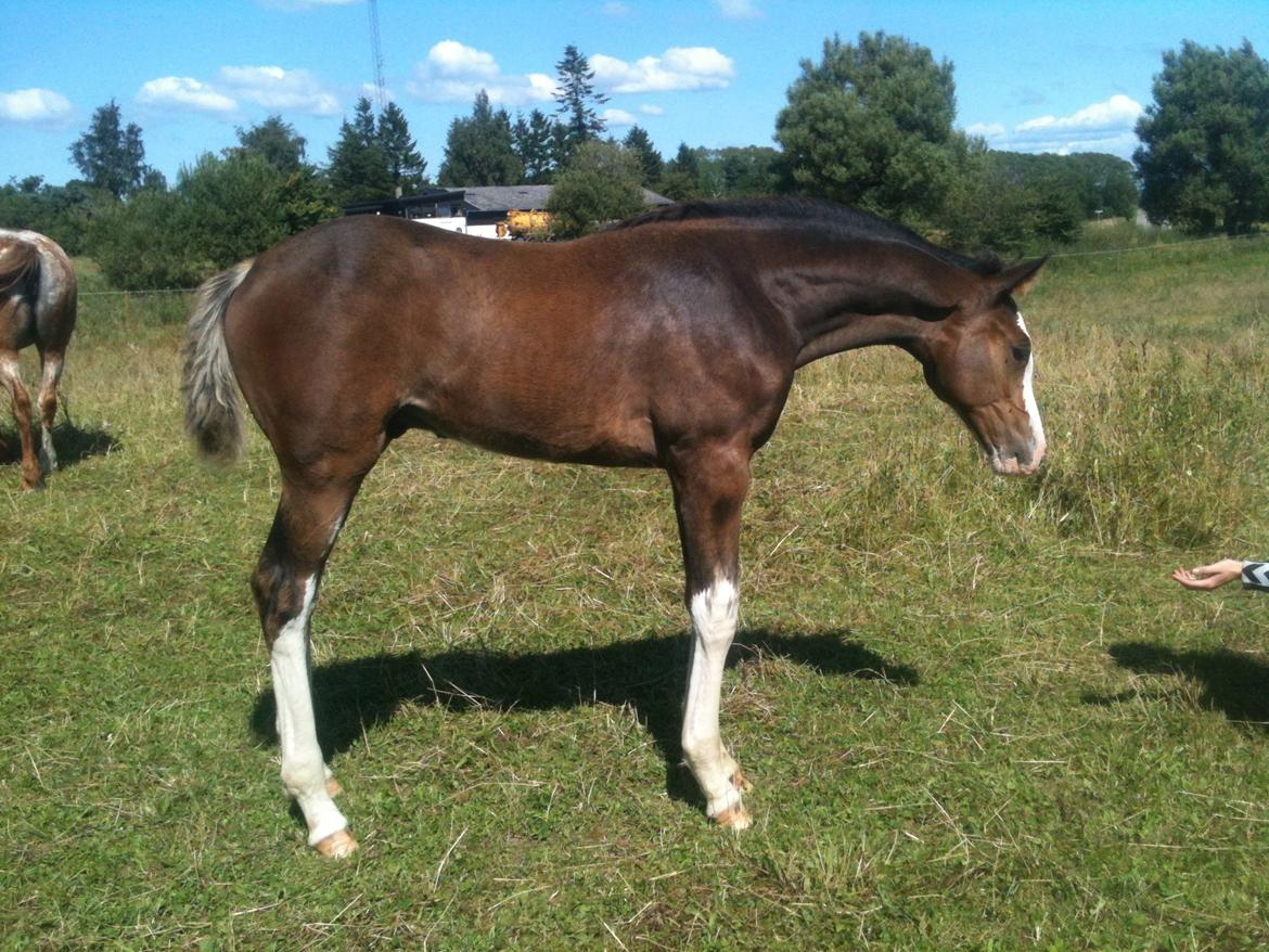 Dansk Varmblod Paintet Temptation (Disney) billede 14