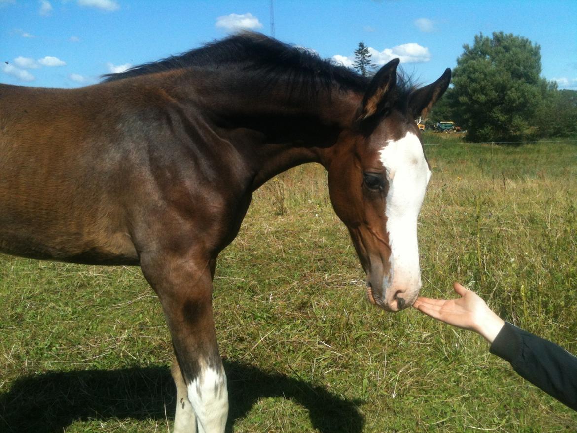 Dansk Varmblod Paintet Temptation (Disney) billede 15