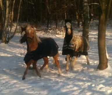 Dansk Varmblod Paintet Temptation (Disney) billede 16