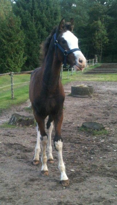 Dansk Varmblod Paintet Temptation (Disney) billede 17