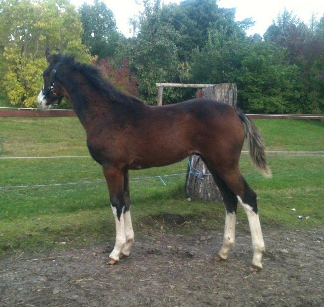 Dansk Varmblod Paintet Temptation (Disney) billede 18