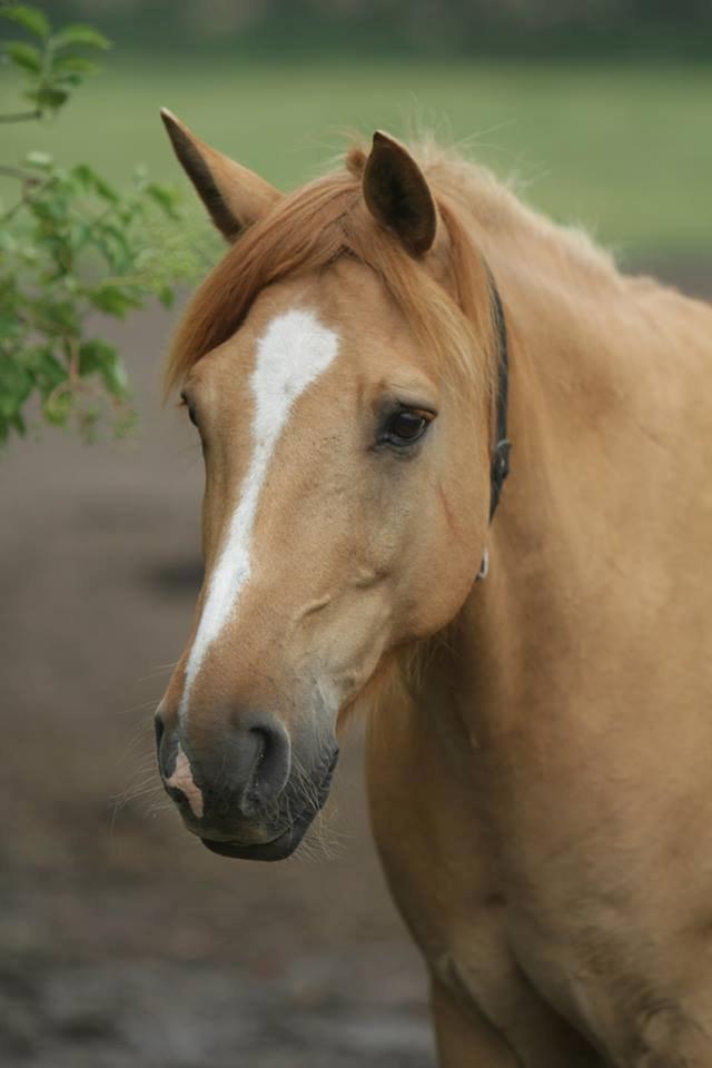 Anden særlig race Chivas - My lil pony x)
taget af ©AM billede 27