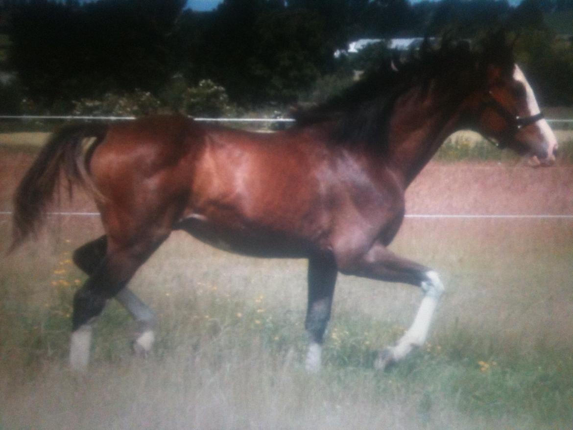 Dansk Varmblod Paintet Temptation (Disney) billede 19