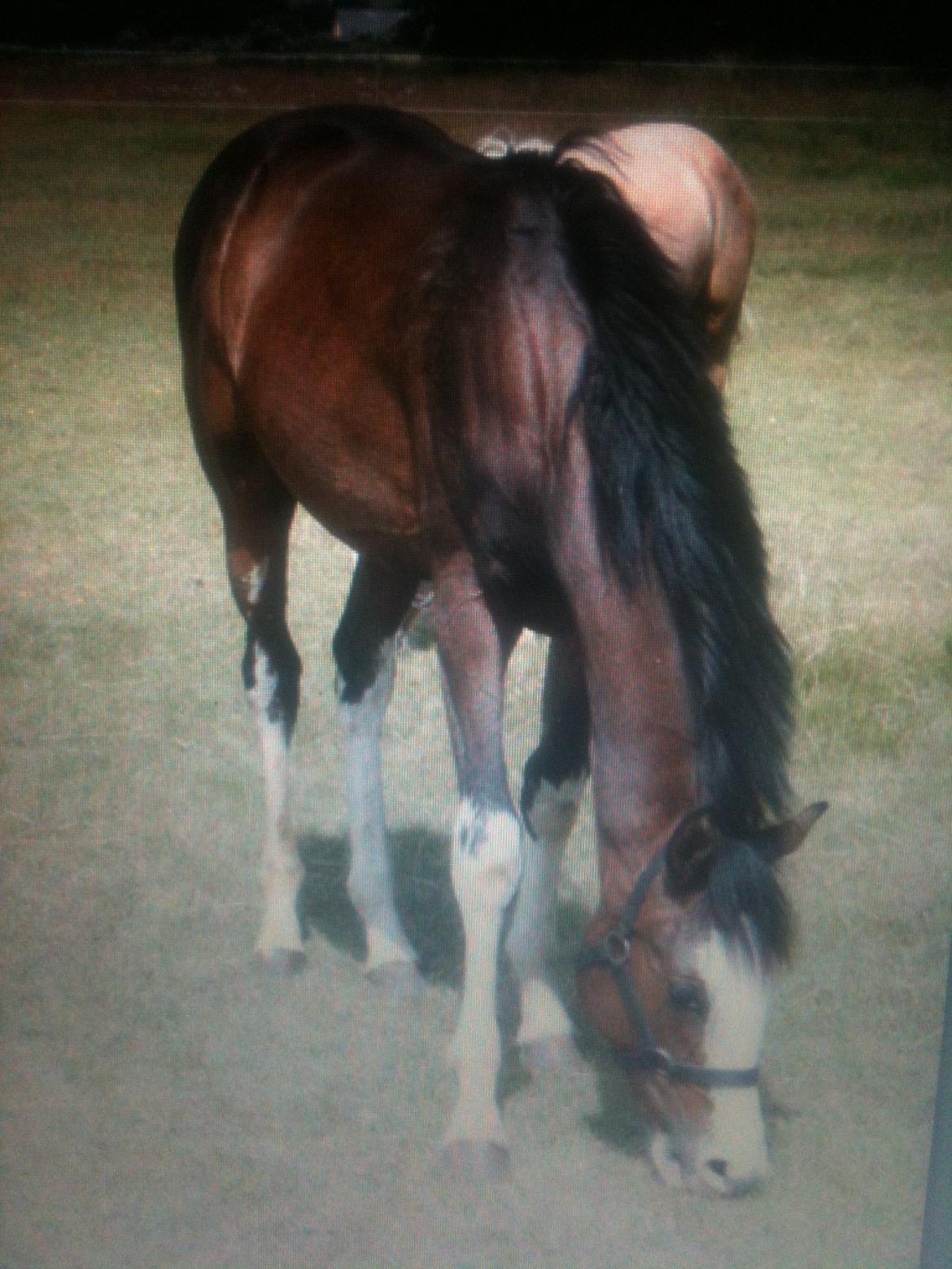 Dansk Varmblod Paintet Temptation (Disney) billede 20