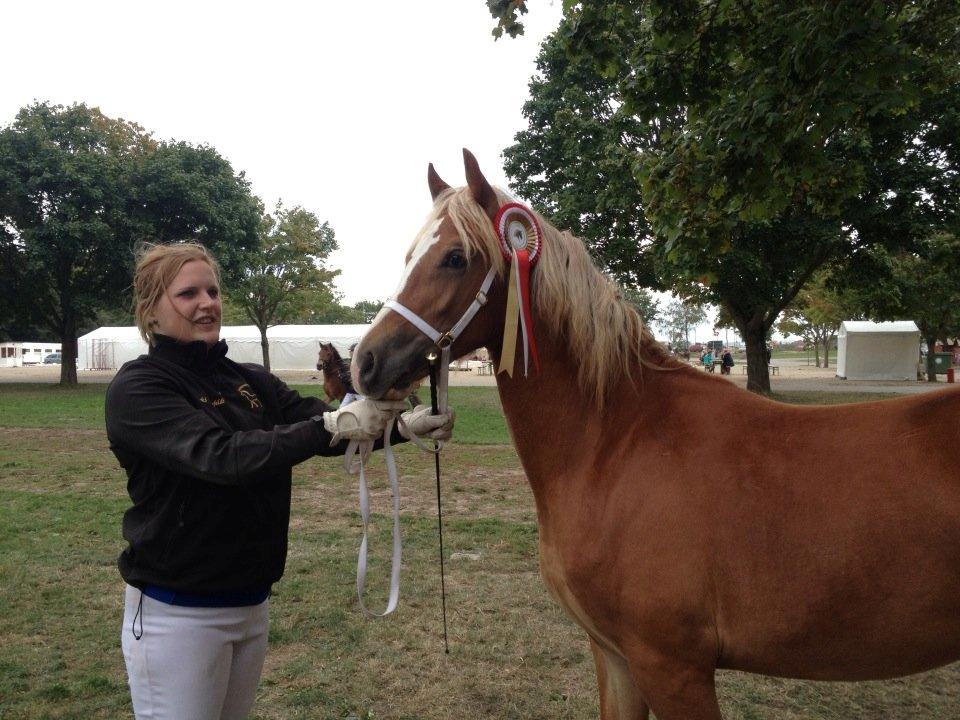 Welsh Cob (sec D) Frenderupgårds June billede 8