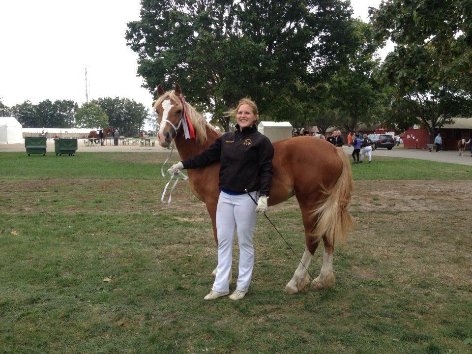 Welsh Cob (sec D) Frenderupgårds June - June på Store Hestedag 2013. Hun fik 8 og en fin beskrivelse fra dommeren.
Foto Eva Steinbach billede 1