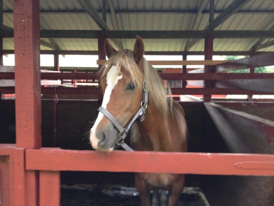 Welsh Cob (sec D) Frenderupgårds June - Efter en lang dag på Store Hestedag 2013 er lille pigen ved at være lidt træt. Hun tog simpelthen alting så flot - hendes første gang i byen :-) billede 9