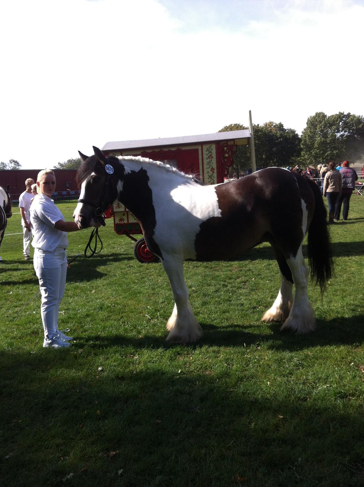 Irish Cob Grace O`Malley fan Kilewier - Grace til kåring i Irish cob society. billede 15
