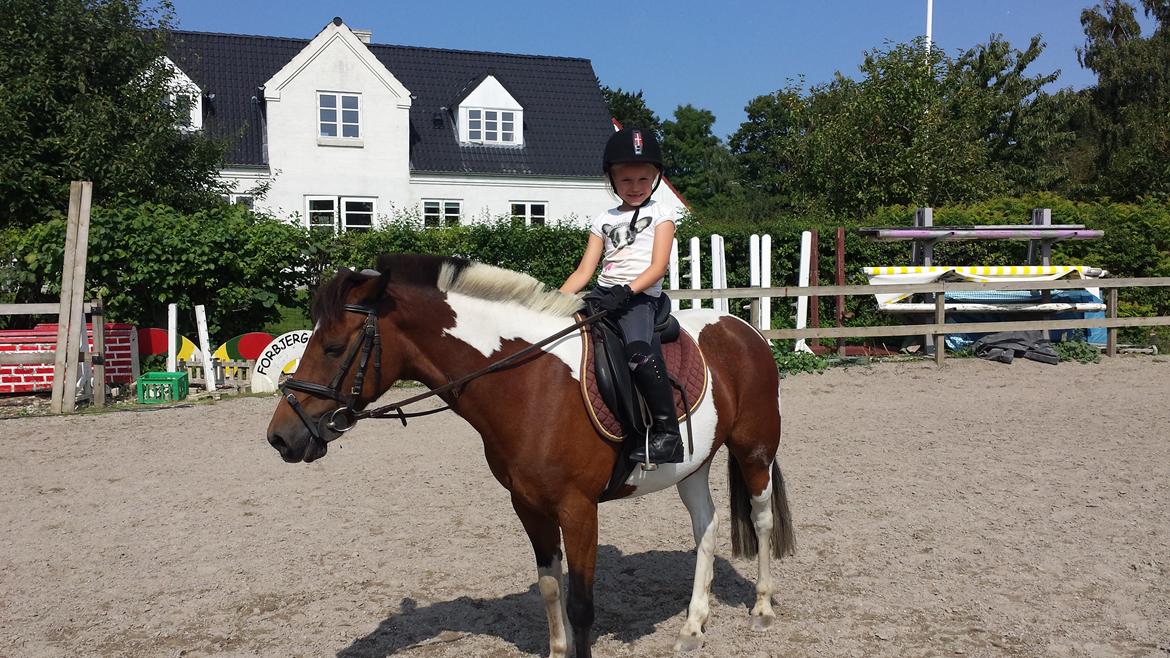 Pinto Joy Amira O'shar - Dagen hvor vi købte Cindi og fik hende med hjem til Nordjylland :) billede 4